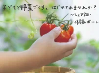 シェア畑　野菜づくり