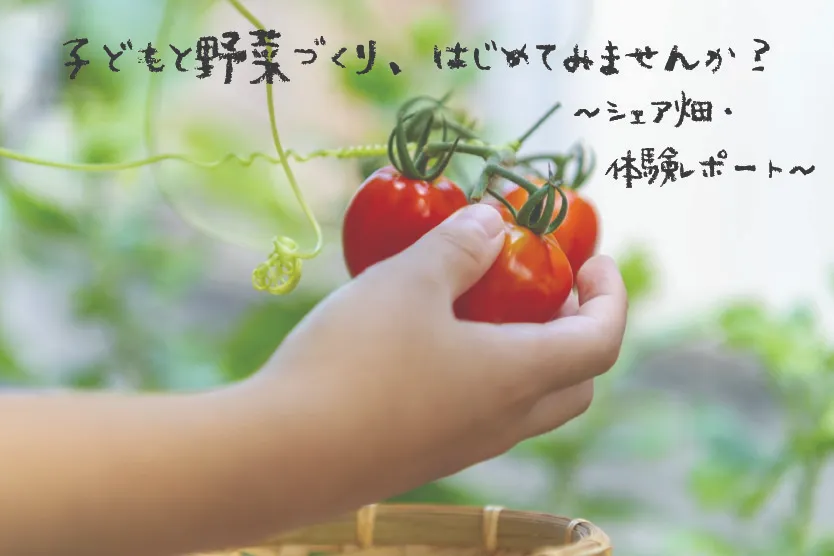 シェア畑 野菜づくり